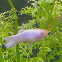 Snow White Guppy - Male 3-4cm
