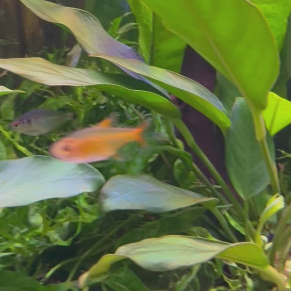 Ember Tetra (1.5-2.5cm)