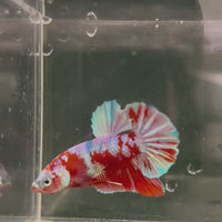 Fancy Plakat Betta Male - One Only - 14