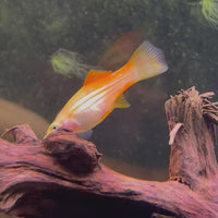 Swordtail - Pineapple 4-5cm