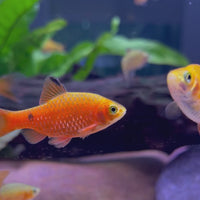 Rosy Barbs 3-4cm