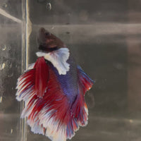 Male Betta - One Only - 13