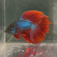 Male Betta - One Only - 17