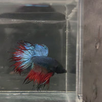 Crowntail Betta - Male Assorted Colour 5-6cm