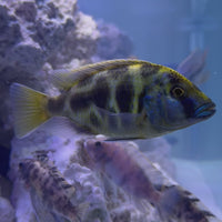 Venustus African Cichlid