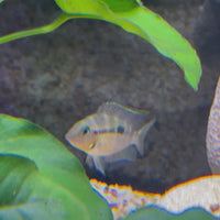 Firemouth Cichlid - American Cichlid