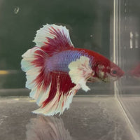 Male Betta - One Only - 11
