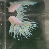 Male Betta - One Only - 12