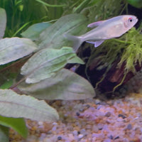 Diamond Tetra 3cm