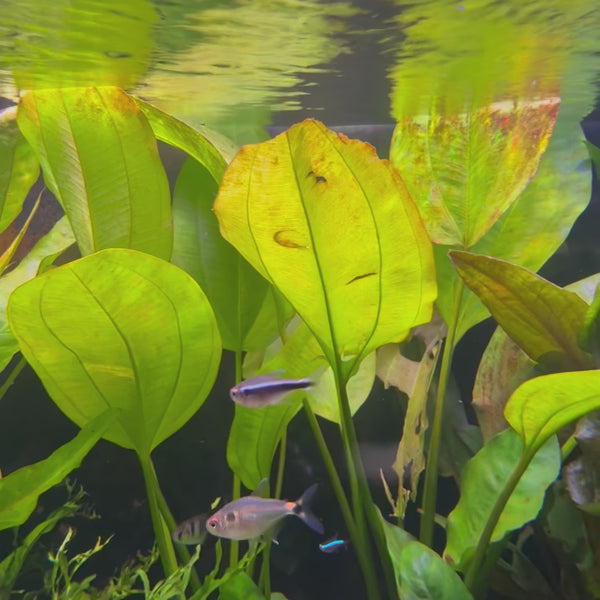 Black Neon Tetra (2-3cm)