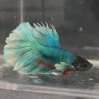 Male Betta - One Only - 4