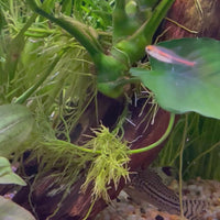 Glowlight Tetra 3cm