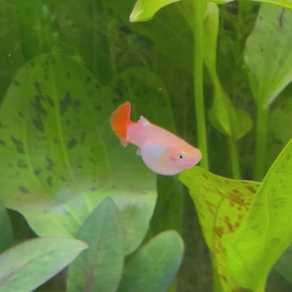 Red Blonde Guppy - Female 3-4cm