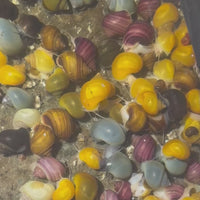8 Mystery Snails - Rainbow Snails