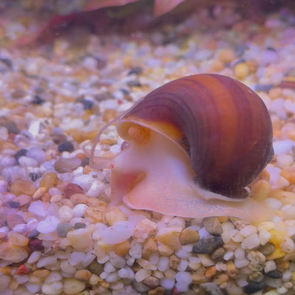 Tortoise Shell Mystery Snails