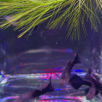 Black Guppy - Female 3-4cm
