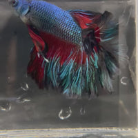 Male Betta - One Only - 8