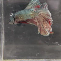 Male Betta - One Only - 12