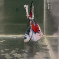 Male Betta - One Only - 8