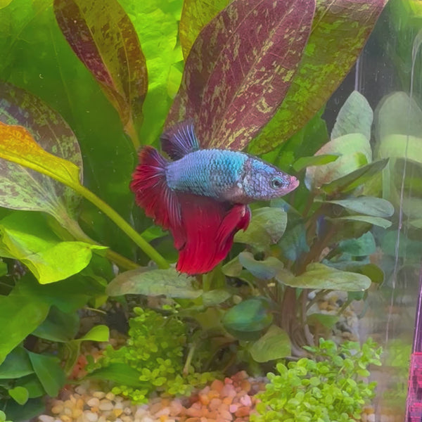 Betta - Male Assorted Colour