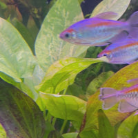 Congo Tetra (4-6cm)