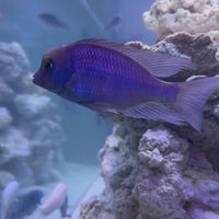 Blue Moorii or Blue Dolphin African Cichlid
