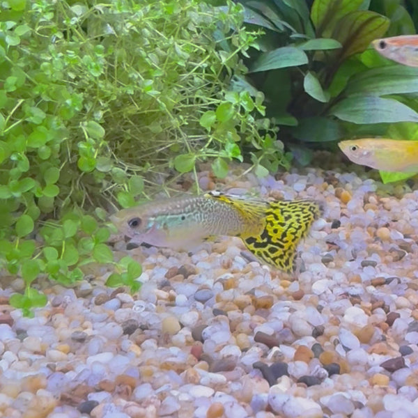 Green Cobra Guppy - Male 3-4cm