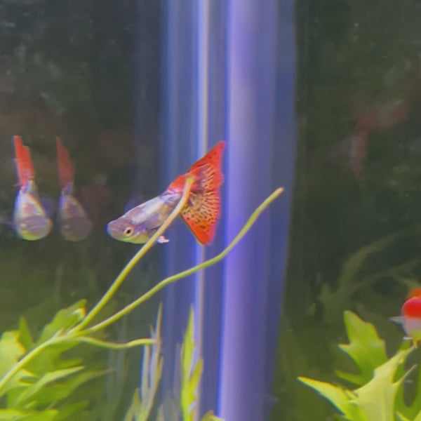 Dragon Guppy - Male 3-4cm