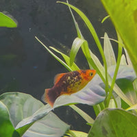 Platy - Red Gold Speckled 3-4cm
