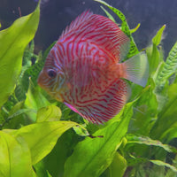 Red Turquoise Discus 8-9cm