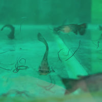 Colombian Wood Catfish