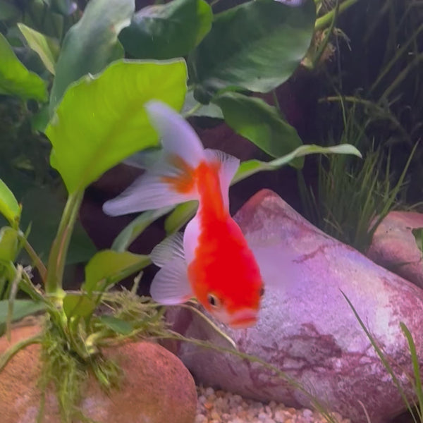Fantail Goldfish - Red & White