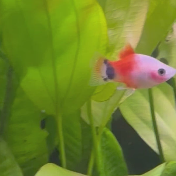 Platy - Apple 3-4cm