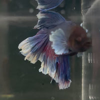 Male Betta - One Only - 10