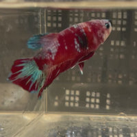 Fancy Plakat Betta Male - One Only - 2