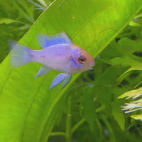 Ram - Electric Blue - Dwarf American Cichlid 2-4cm