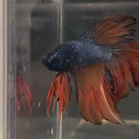 Male Betta - One Only - 11