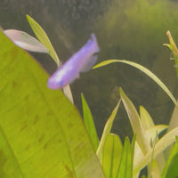 Medakas Platinum 3cm