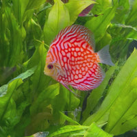 Red Pigeon Discus 8-9cm