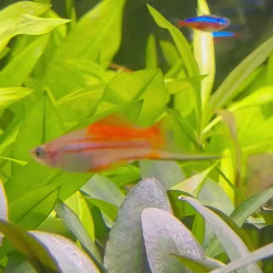 Hi Fin Swordtail - Green 4-5cm