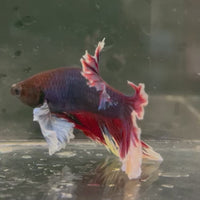 Male Betta - One Only - 16