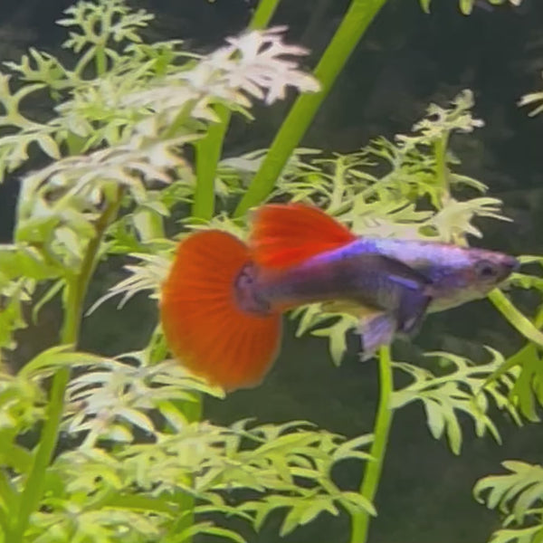 Silver Red Tail Guppy - Male 3-4cm