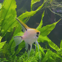 Angelfish Breeding Pair - These Only - Two Fish - Pair 1