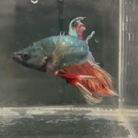 Male Betta - One Only - 3