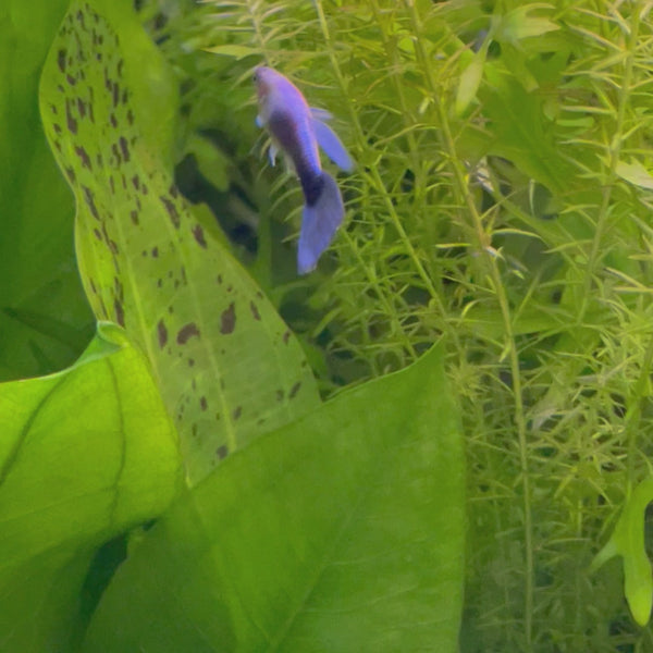 Blue Neon Guppy - Male 3-4cm