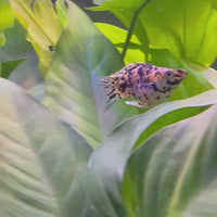 Balloon Molly - Leopard 3-4cm