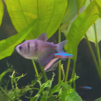 Black Widow Tetra (3-4cm)