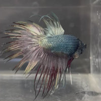 Male Betta - One Only - 2