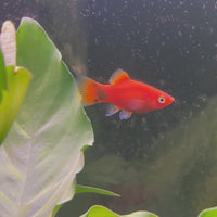 Platy - Red Mickey Mouse 3-4cm