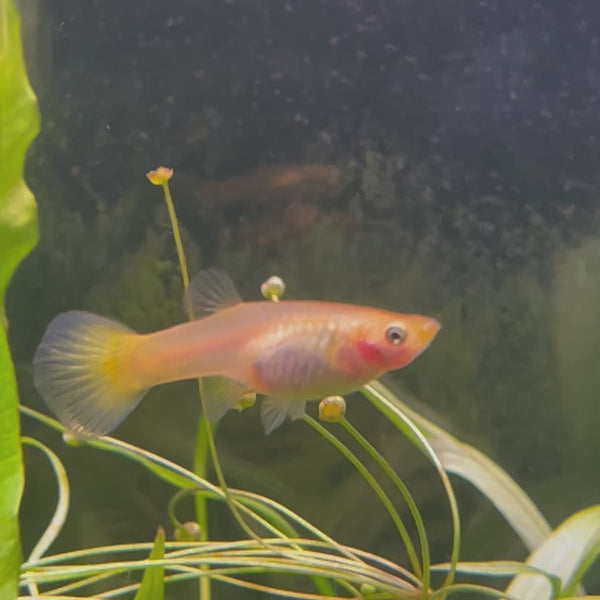 Yellow Cobra Guppy - Female 3-4cm